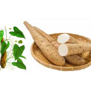 Viên nang hỗ trợ tiêu hóa từ trần bì và hoài sơn